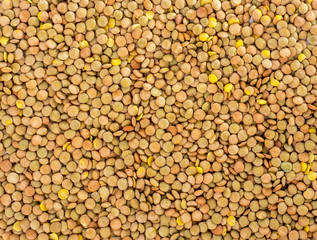 Lentil (Lens culinaris)