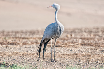Standing Blue Crane