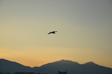 Fototapeta na wymiar a bird flying on a sunset sky with mountains on the background. sunset shadows over the bird.