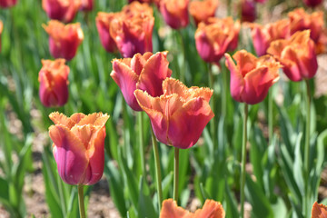 Fototapeta premium Tulipes dentelle orange au jardin au printemps