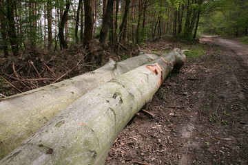 wooden logs