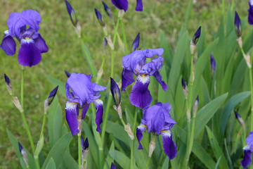 Blue iris