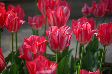 Obraz premium Tulipes roses au jardin au printemps