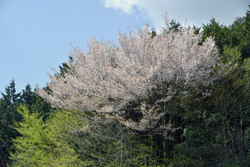 山桜