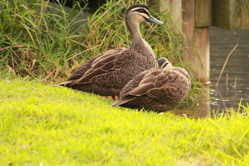 duck in the nature