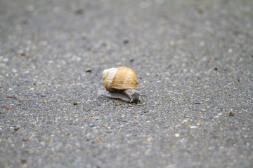 Weinbergschnecke