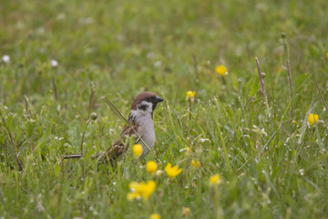 Obraz premium Spatz im Gras