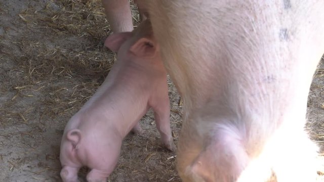 Little piglet sucking mother on a farm