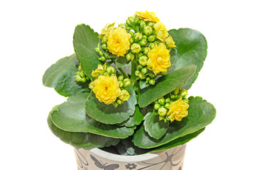 Yellow Calandiva flowers Kalanchoe, family Crassulaceae, flowerpot,  white background