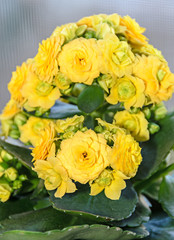 Yellow Calandiva flowers Kalanchoe, family Crassulaceae, close up