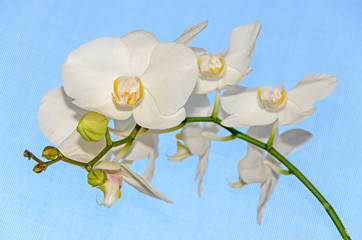Obraz premium White orchid close up branch flowers, isolated blue background