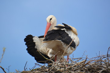 Weißstorch