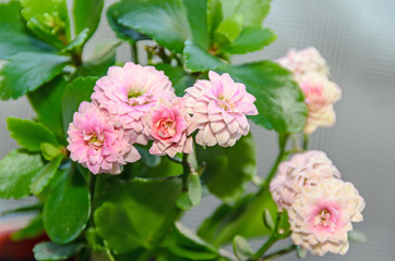 Pink Calandiva flowers, Kalanchoe, family Crassulaceae, close up,  bokeh gradient background