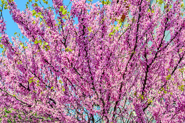 Fototapeta premium Violet tree flowers of Cercis siliquastrum, Judas tree outdoor