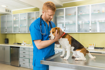 veterinary examing cute beagle dog at clinic