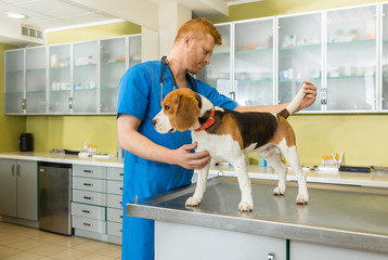 veterinary examing cute beagle dog at clinic