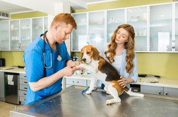 Doctor examining Beagle dog with woman assistant at veterinary clinic