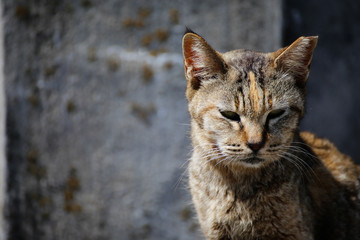 Island cat