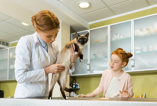 Girl at veterinary, Doctor checking her cat