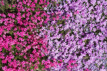 Obraz premium Texture of small wildflowers pink, red, purple