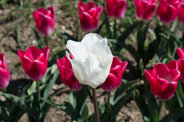 Three rows of tulips, the view of Tulipa Hibrida hort, Colour bolroyal pink. Randomly one white