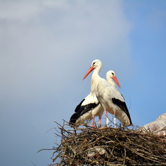 Störche auf dem Nest
