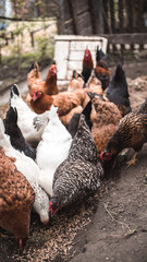 Chickens and rooster roam yard on a small country farm