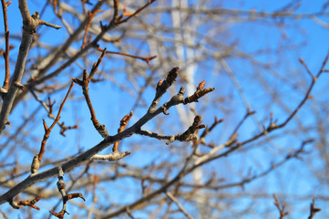 Branches of an apple tree with buds on blue sky background