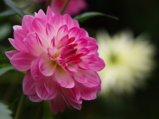 Fototapeta premium ダリア咲く花壇