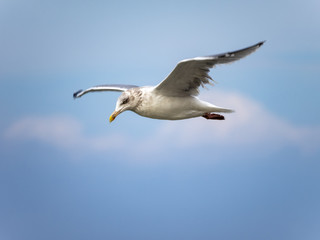 Möwe im Flug