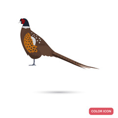 Pheasant color flat icon for web and mobile design