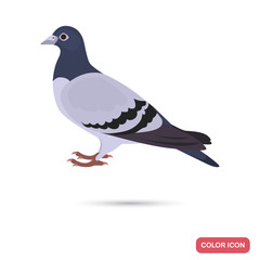 Pigeon color flat icon for web and mobile design