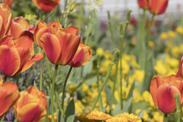 Closeup image of orange tulip flowers (tulipa gesneriana).