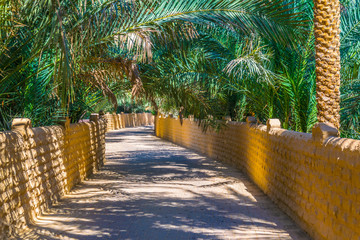 View of the unesco enlisted oasis in Al Ain, UAE - obrazy, fototapety, plakaty
