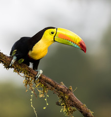 Fototapeta premium Toucan perched on a tree branch in Costa Rica