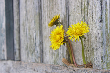 Yellow dandelions against the background of old boards
