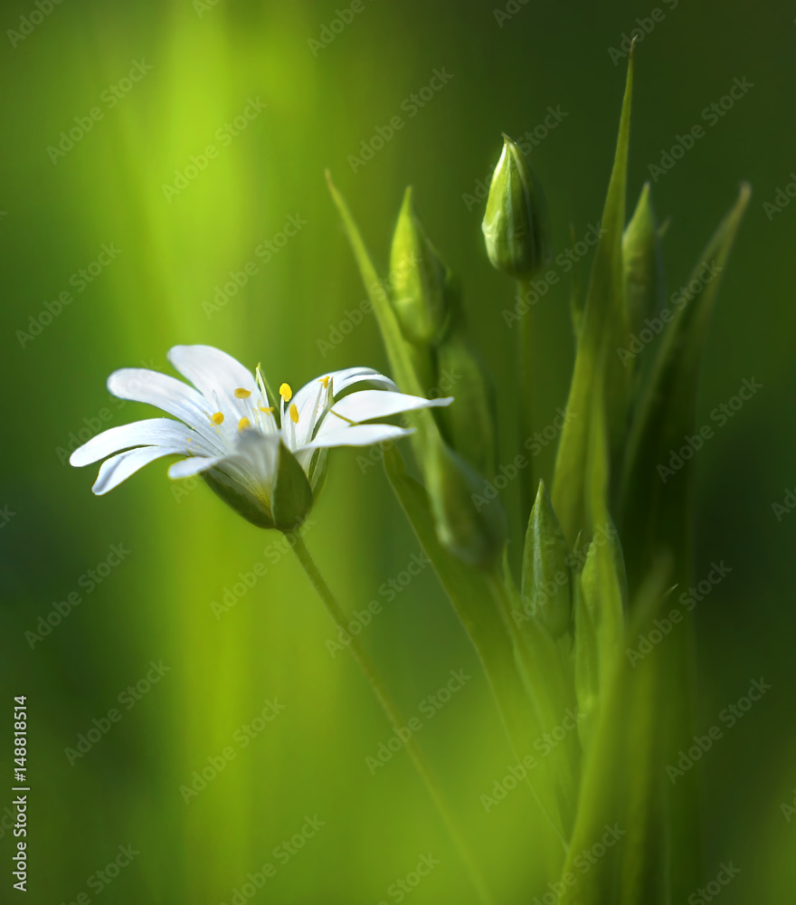 Poster surprisingly beautiful soft elegant white spring small flower with buds on a green background in the