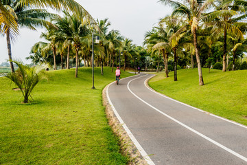 Road  bicycle in the coconut garden and nature