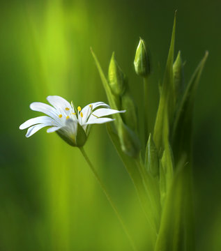 Fototapeta Surprisingly beautiful soft elegant white spring small flower with buds on a green background in the rays of sunlight macro. Beautiful exquisite graceful easy airy artistic image.