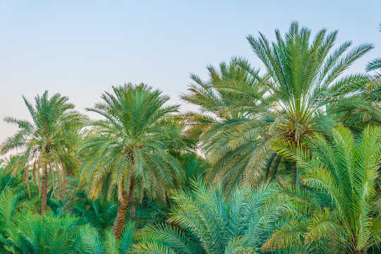 View Of The Unesco Enlisted Oasis In Al Ain, UAE