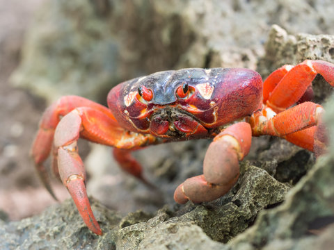 Red crab (Gecarcoidea natalis), Christmas Island, Australia