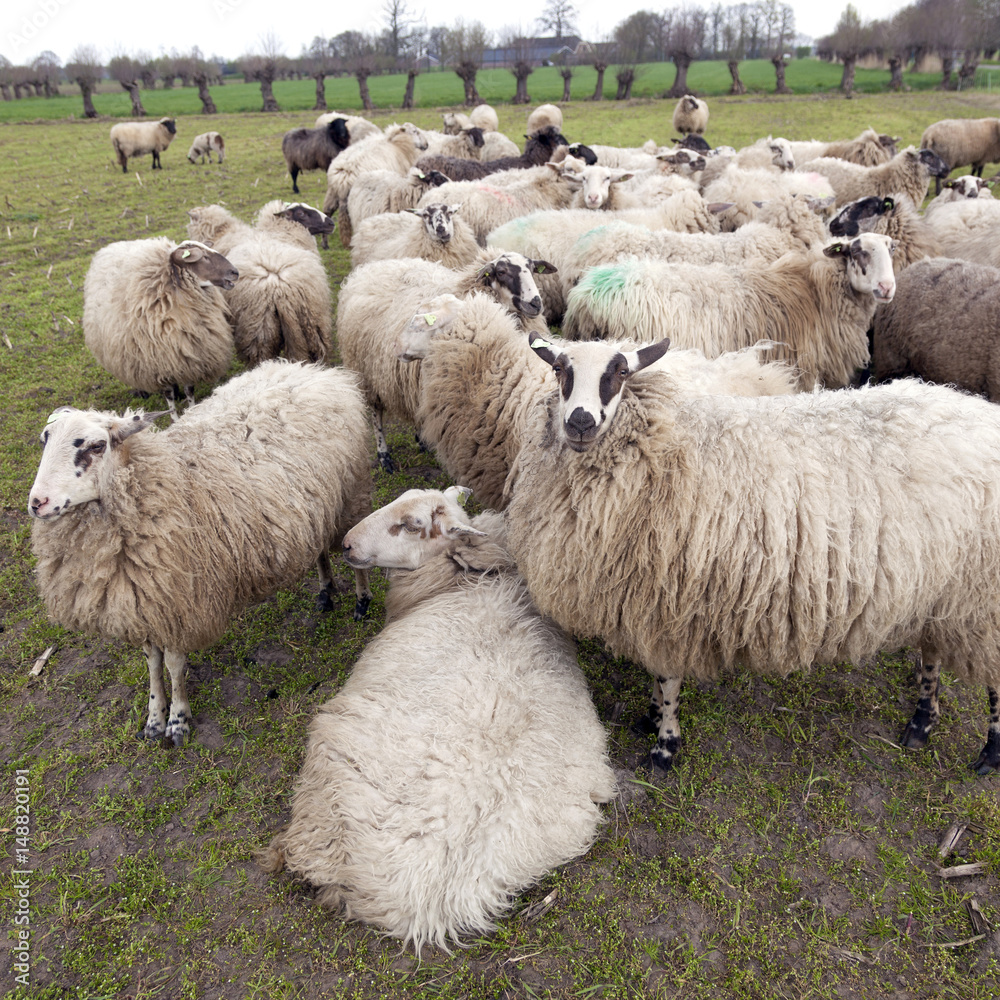 Wall mural flock of sheep in dutch meadow near woudenberg in the province of utrecht