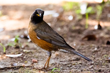 野鳥　アカハラ