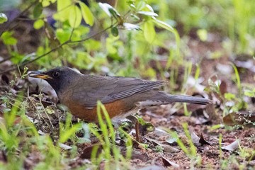 野鳥　アカハラ