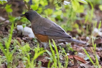 野鳥　アカハラ