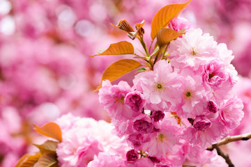 womens or mothers day, spring and summer, spa