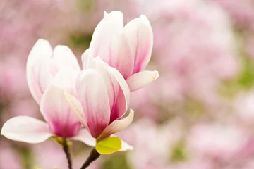 Foto op Canvas magnolia blossom or pink flower on blurred background, copy space © be free