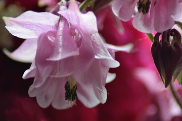Beautiful rare pink flower macro 