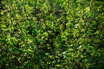Fototapeta na wymiar Flowering of leaves in spring. Green Shrub
