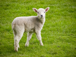 Naklejka na ściany i meble Baby lamb looking at camera.